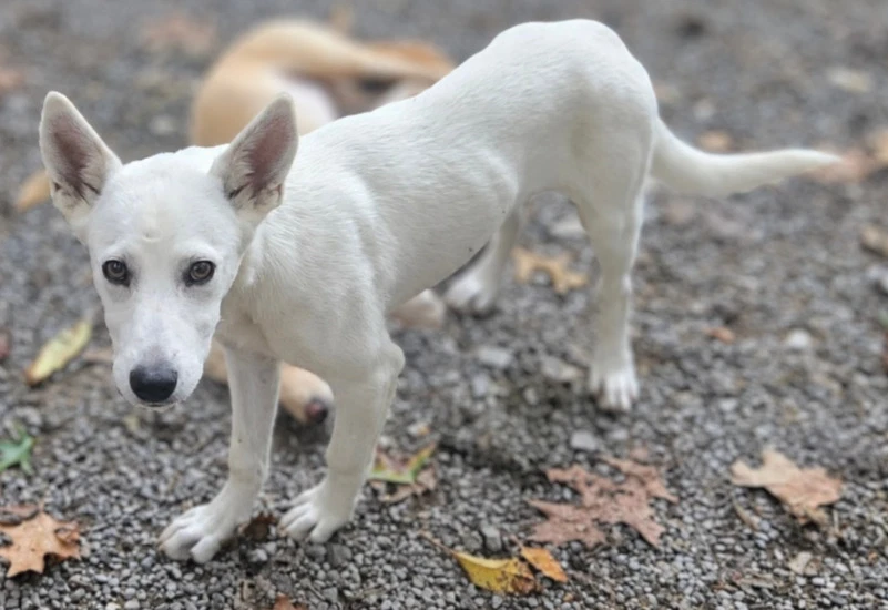 Bekka Bramlett - In Foster Home Call To Meet