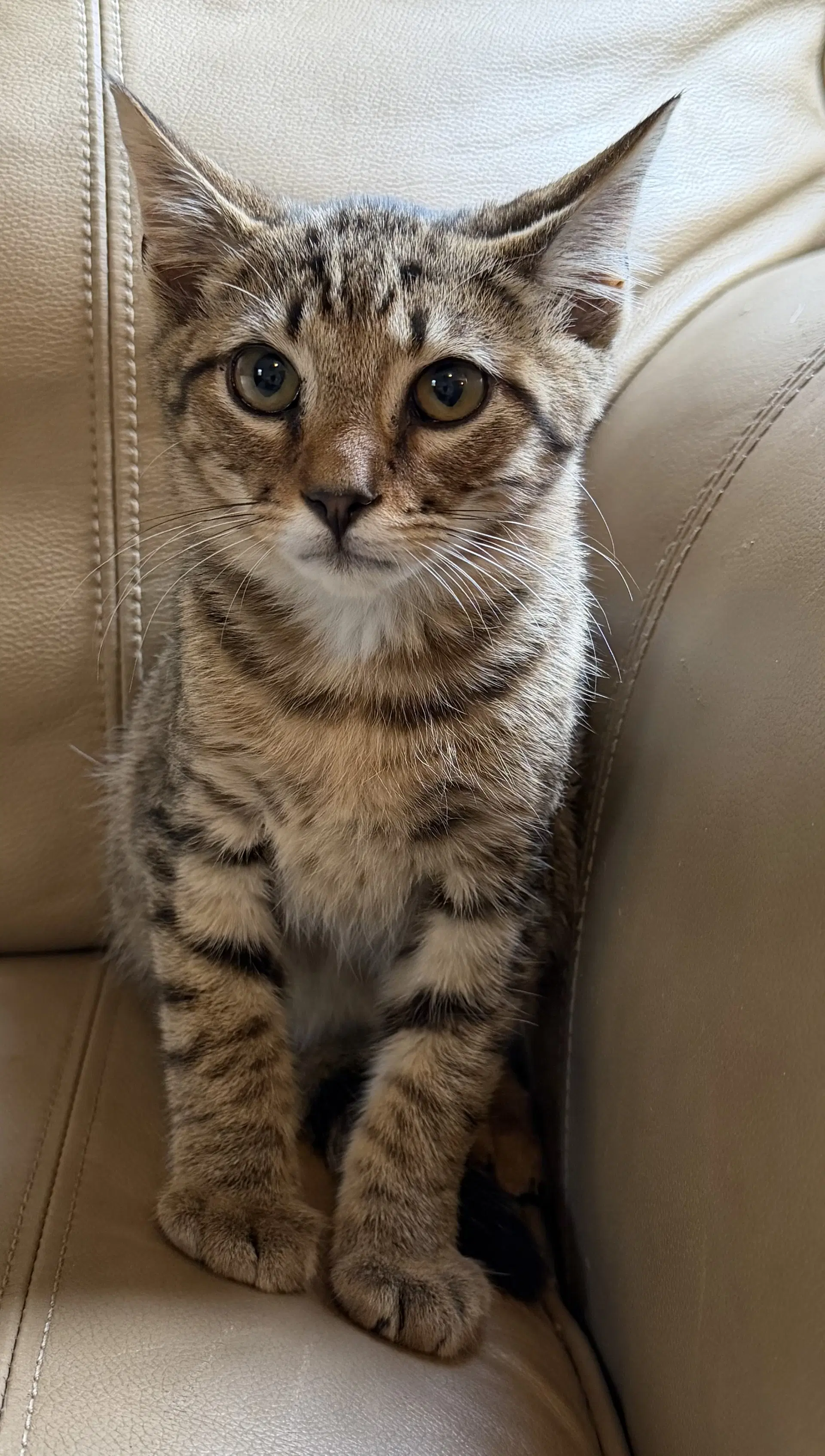 Tigger - Domestic Short Hair
