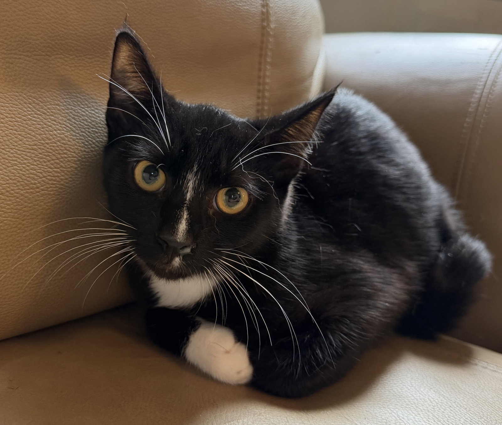 Elvis
