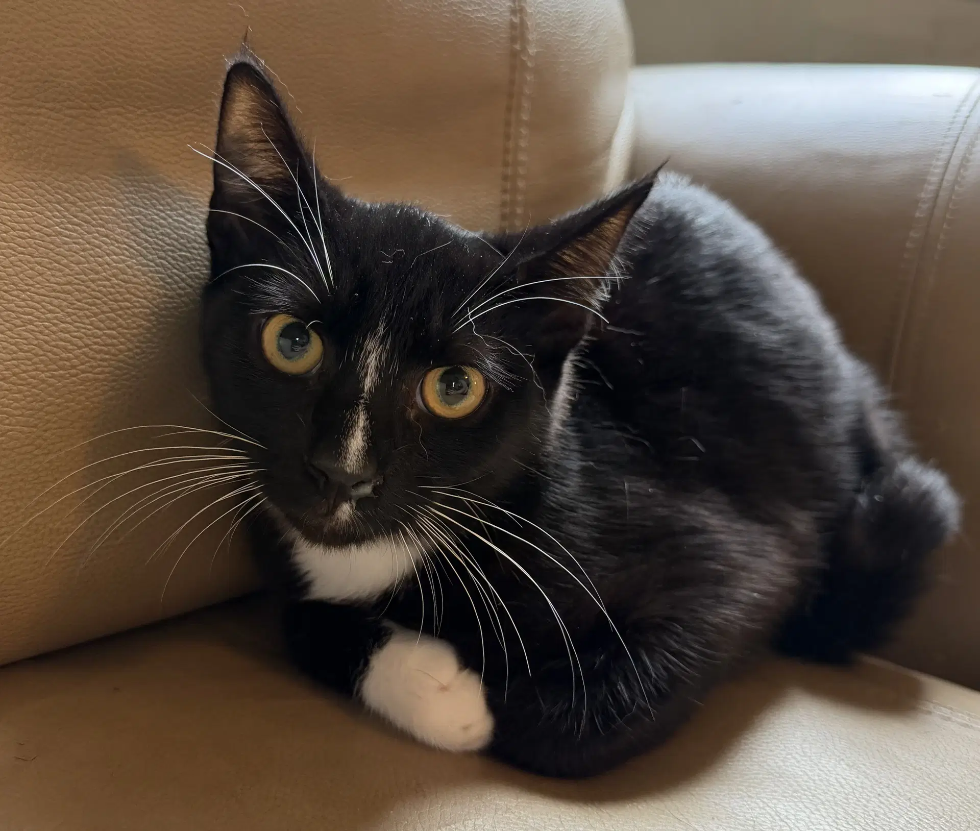 Elvis - Domestic Short Hair