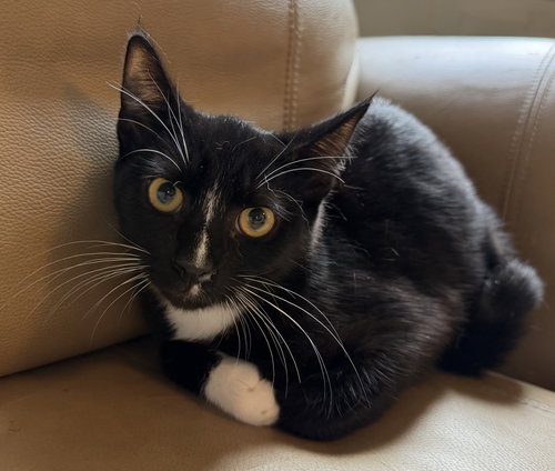 Elvis