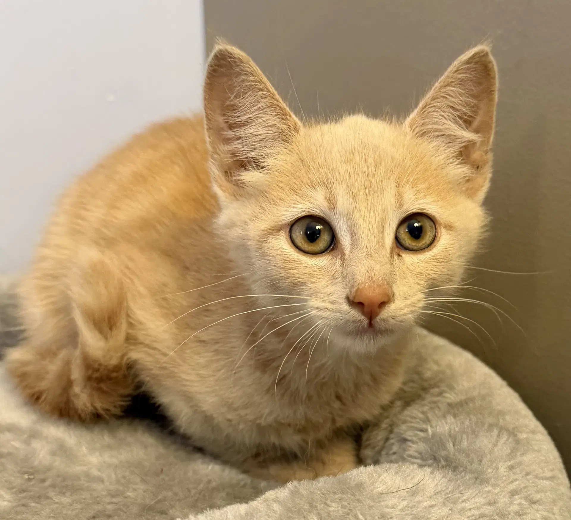 Cheeto- Meet Me At Fancy Paws - Domestic Short Hair