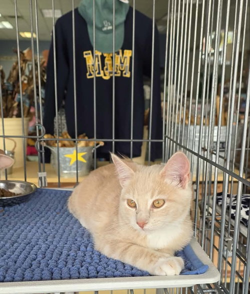 Mac - Meet me at Fancy Paws, a cat for adoption from Randolph County Humane Society