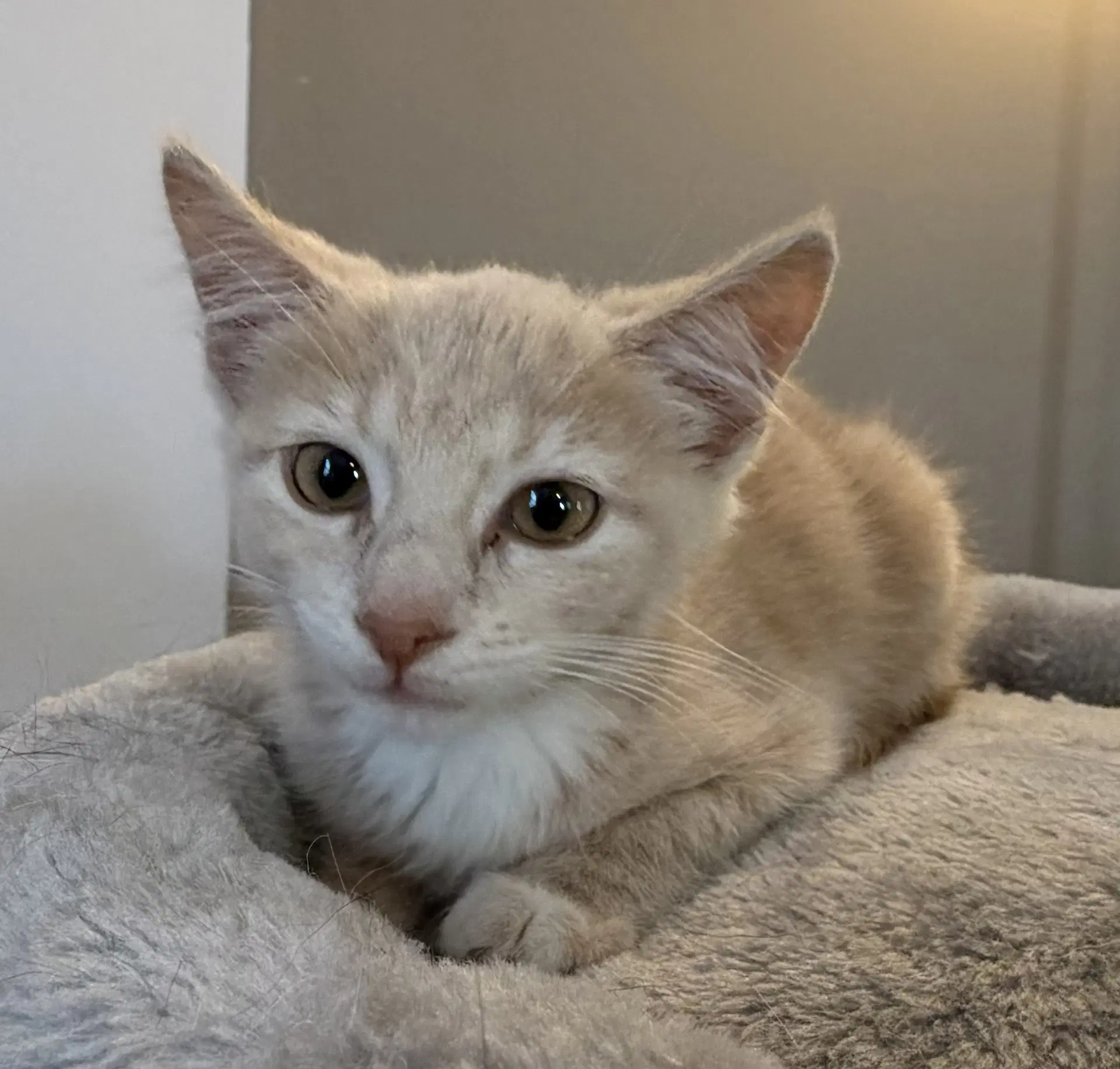 Butters - Domestic Short Hair