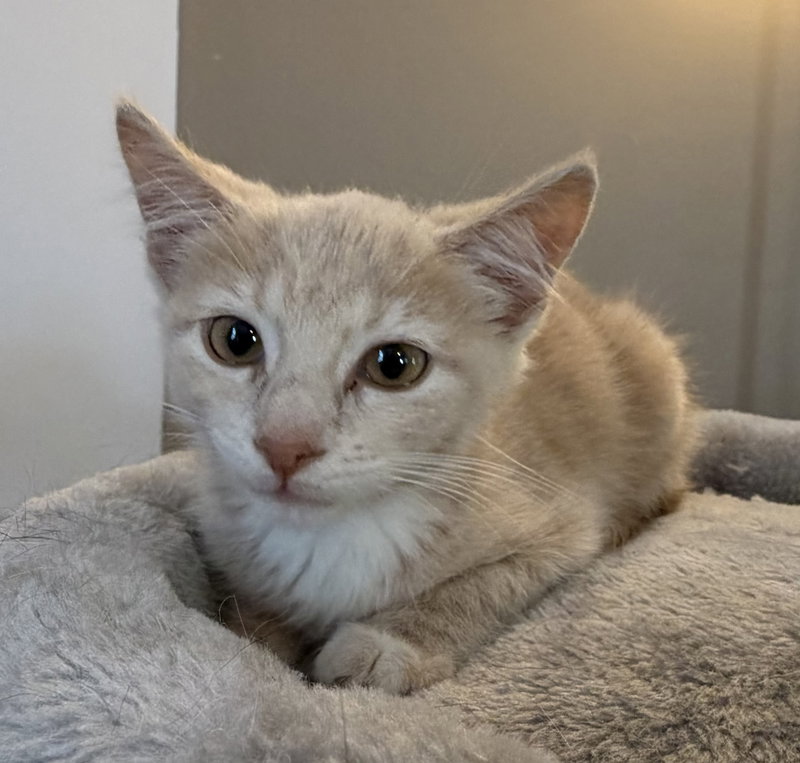 Butters, a young female cat up for adoption