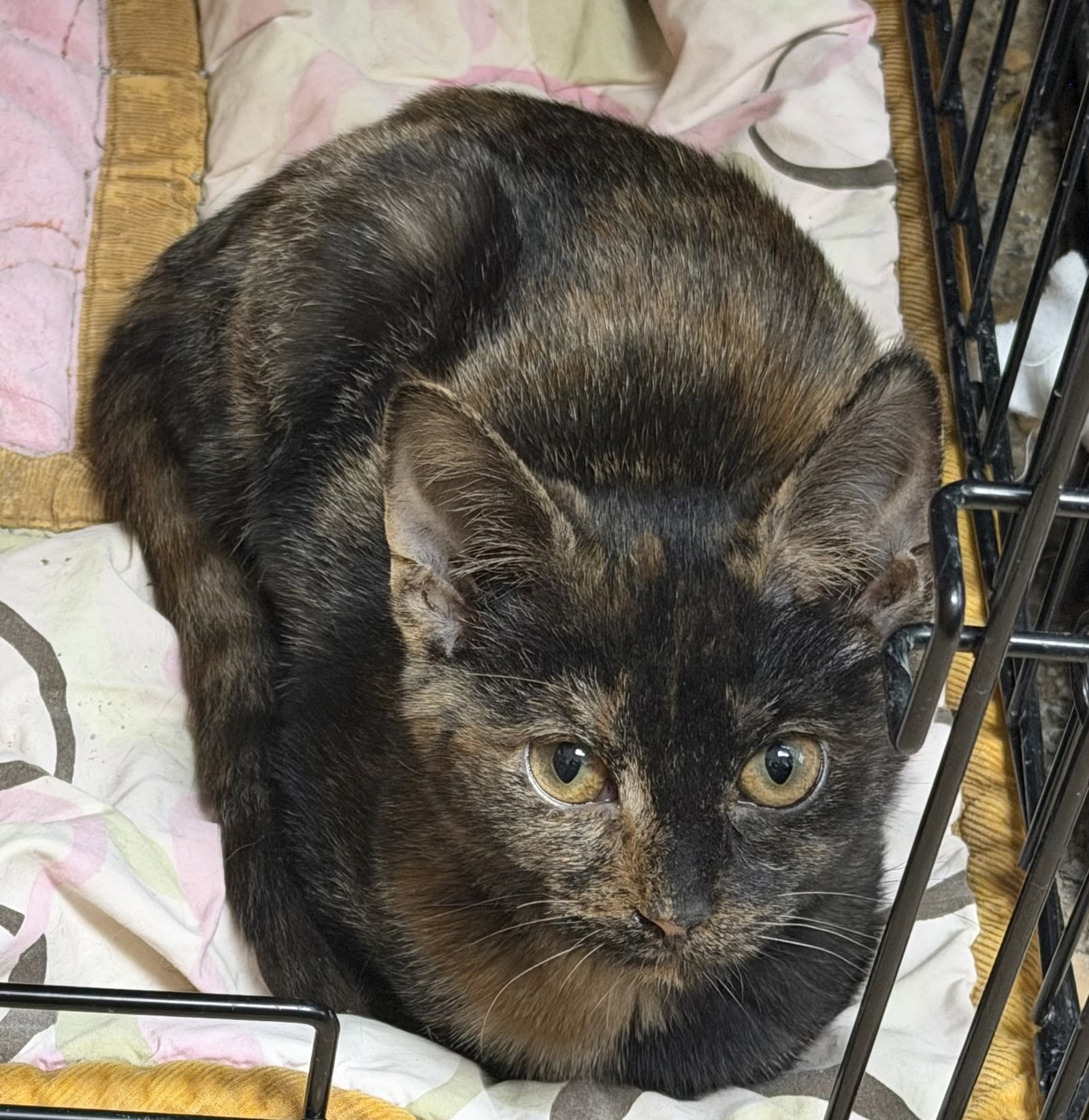 Mavis the Raisin, Domestic Short Hair