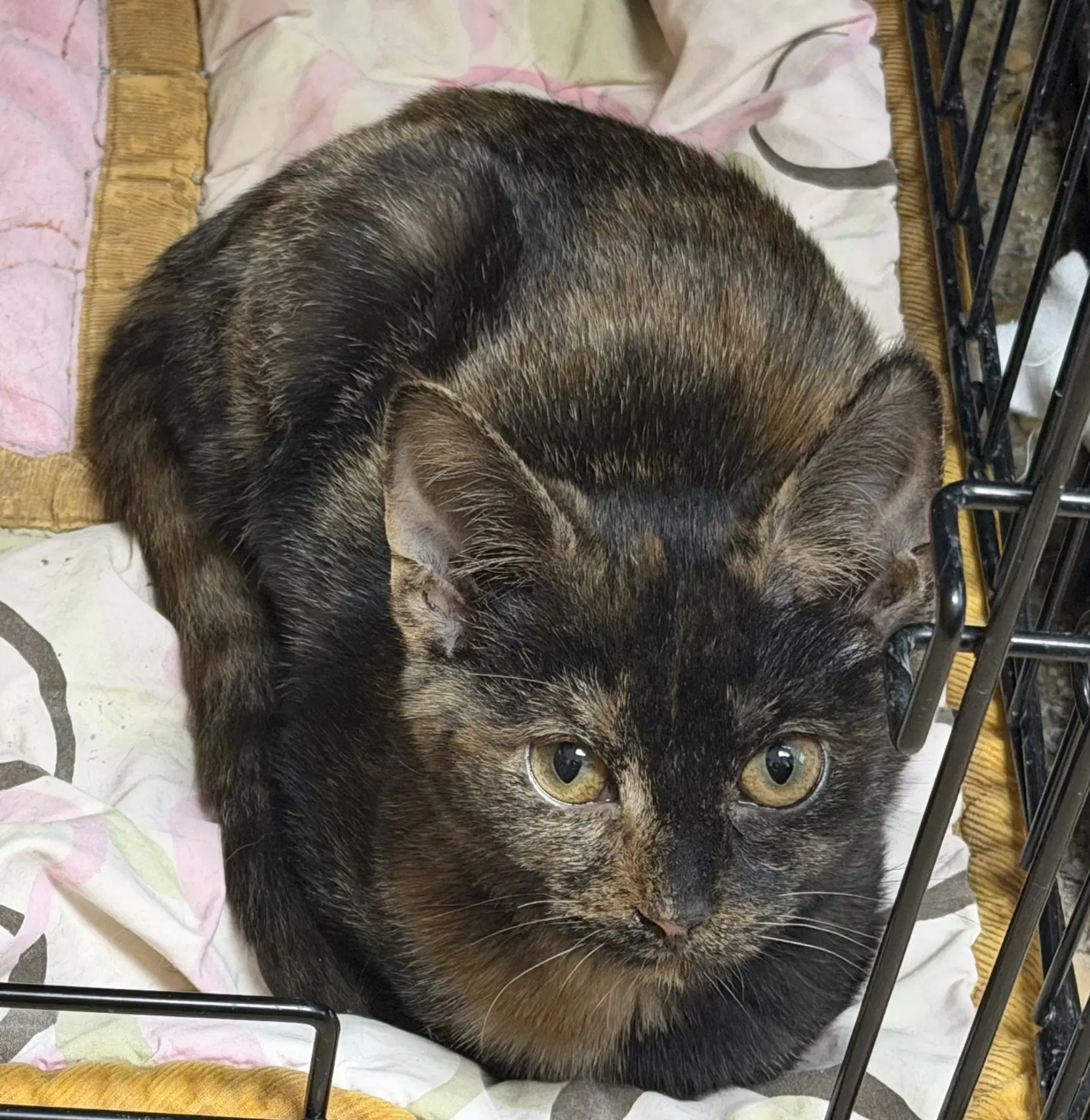 Mavis The Raisin - Domestic Short Hair