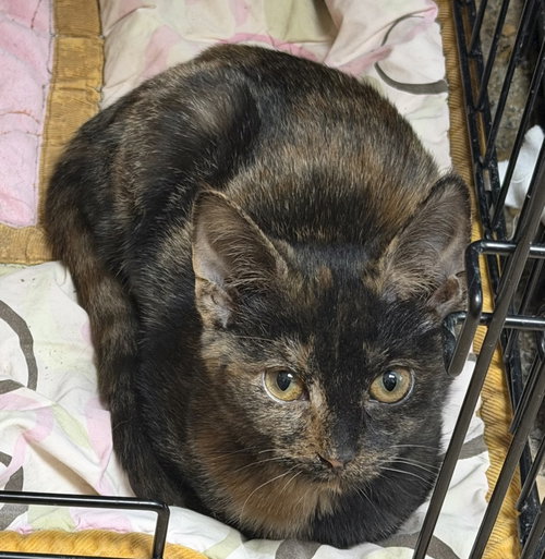 Mavis the Raisin, a cat for adoption from Randolph County Humane Society