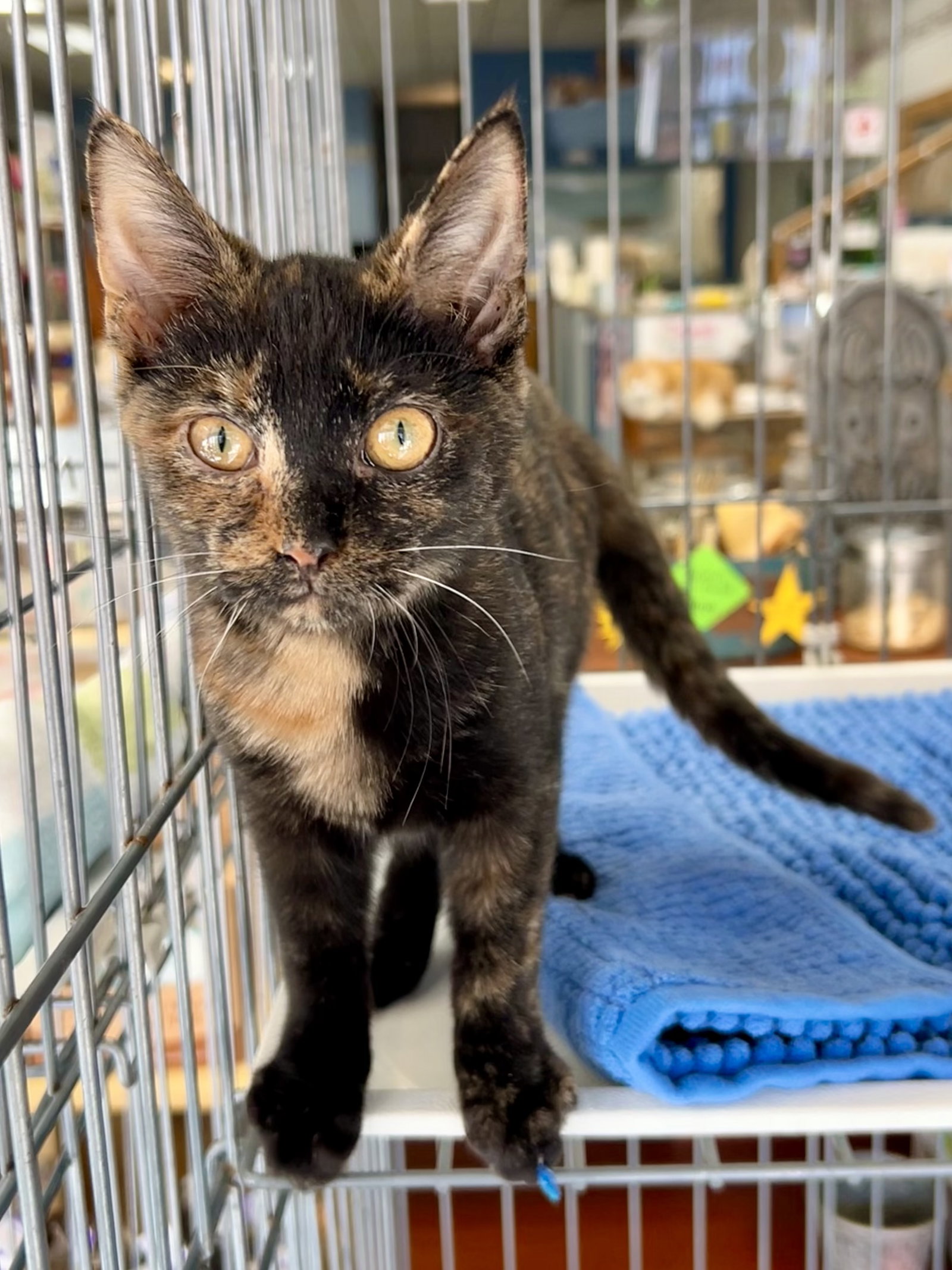 Mavis the Raisin -Meet me at Fancy Paws!