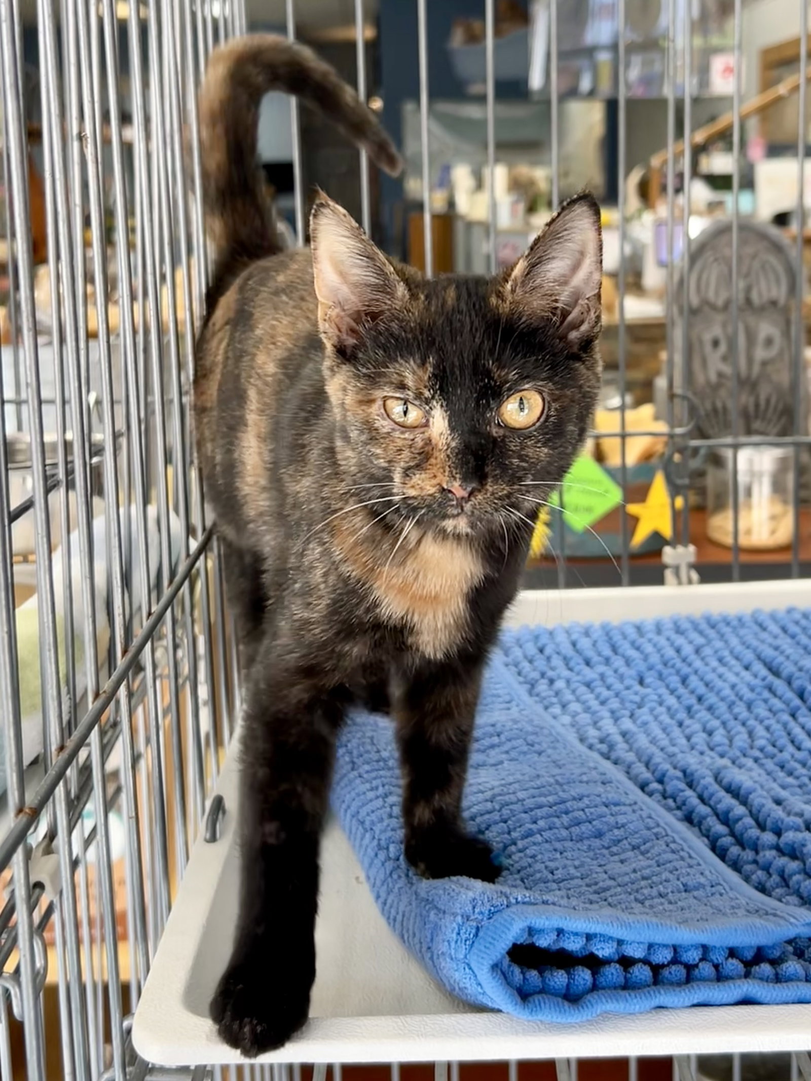 Mavis the Raisin -Meet me at Fancy Paws!, photo 2