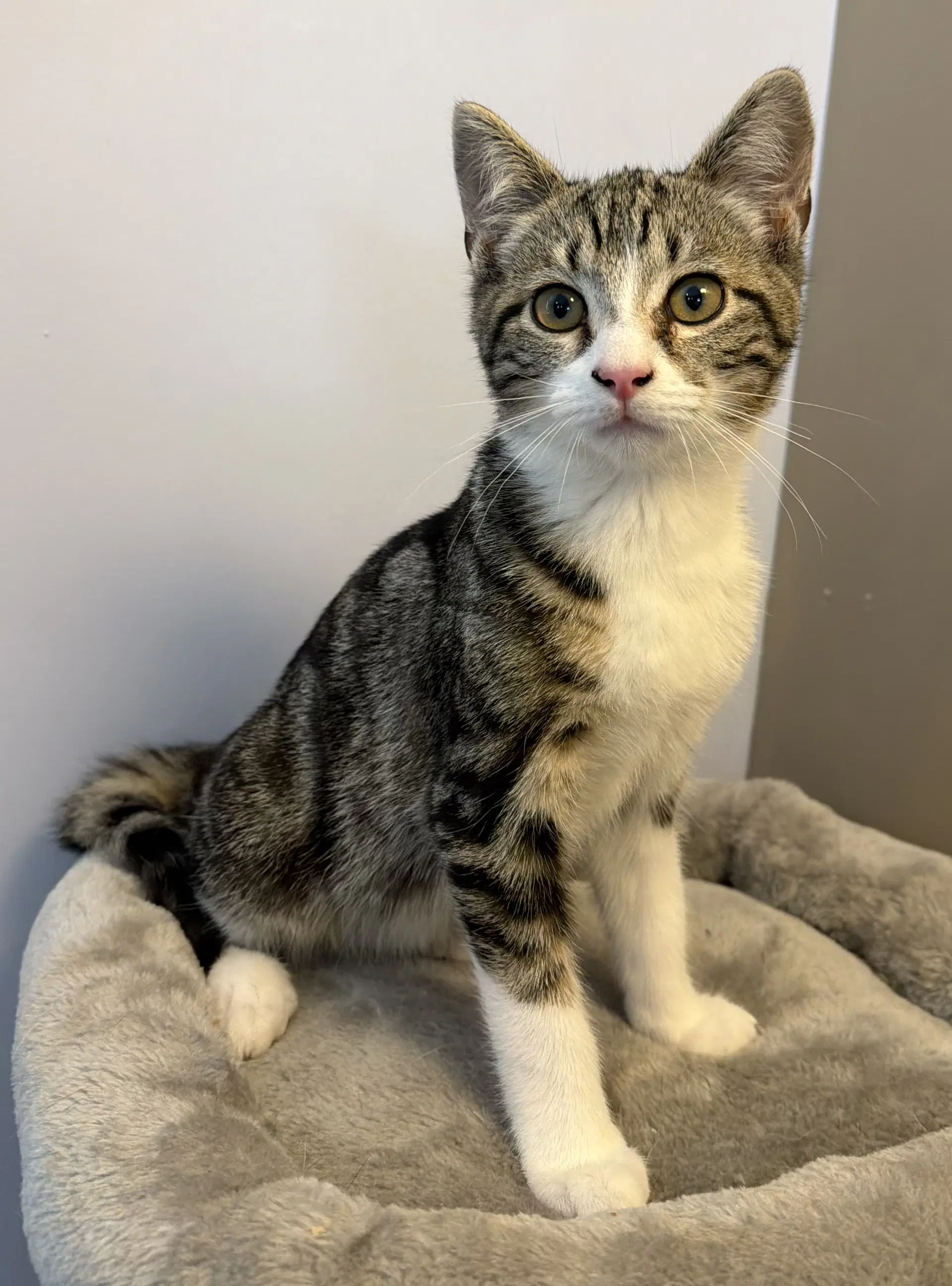 Razz - Domestic Short Hair