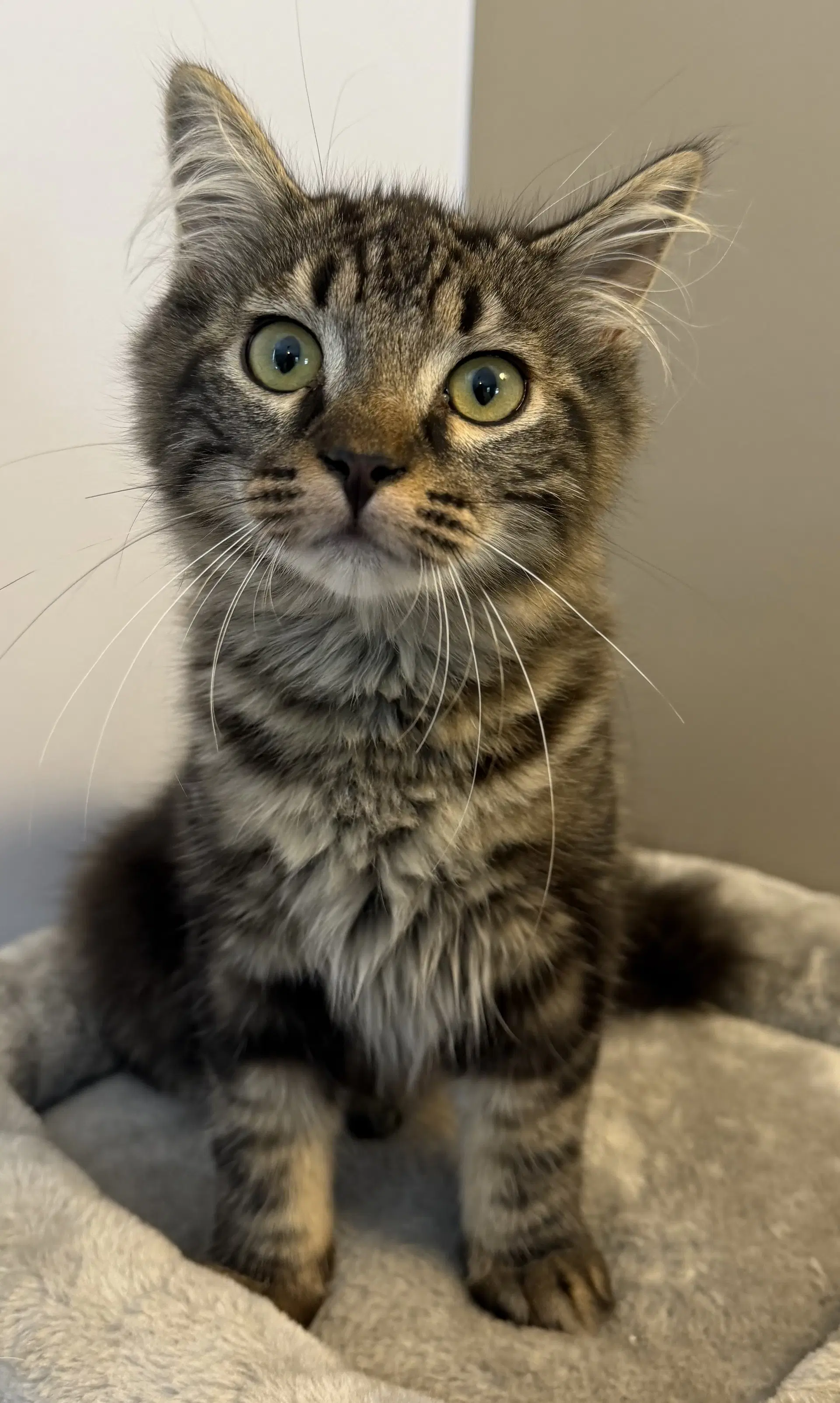 Paul - Domestic Medium Hair