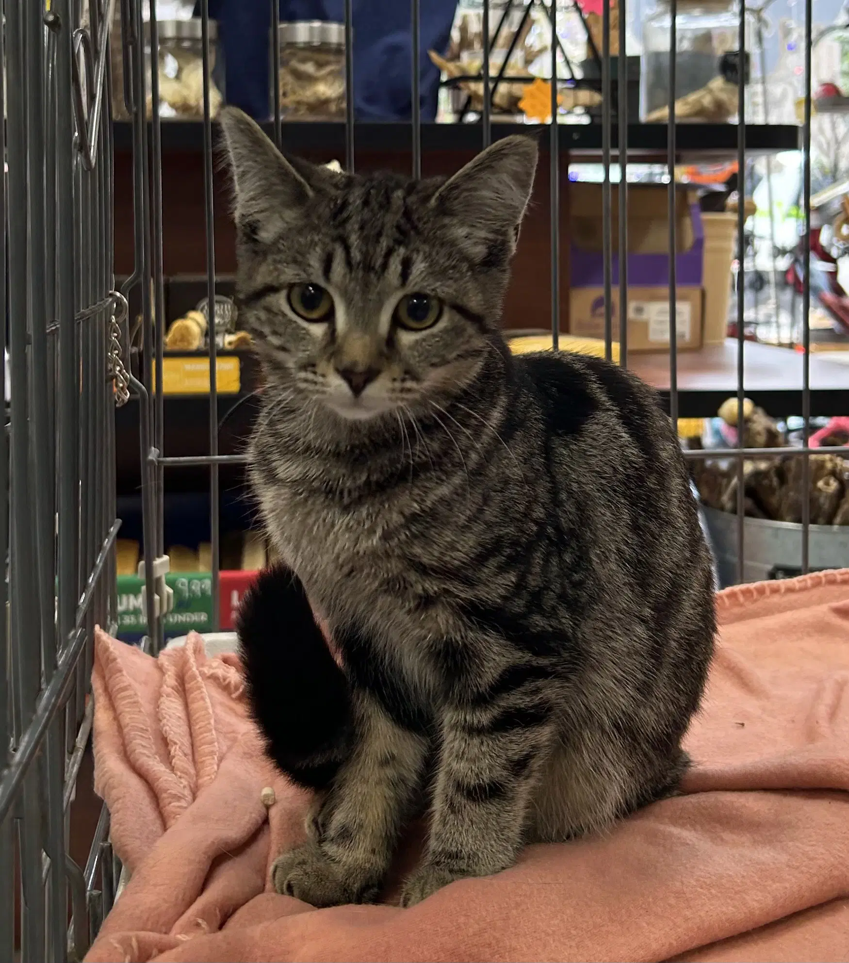 Sythia - Meet Me At Fancy Paws - Domestic Short Hair