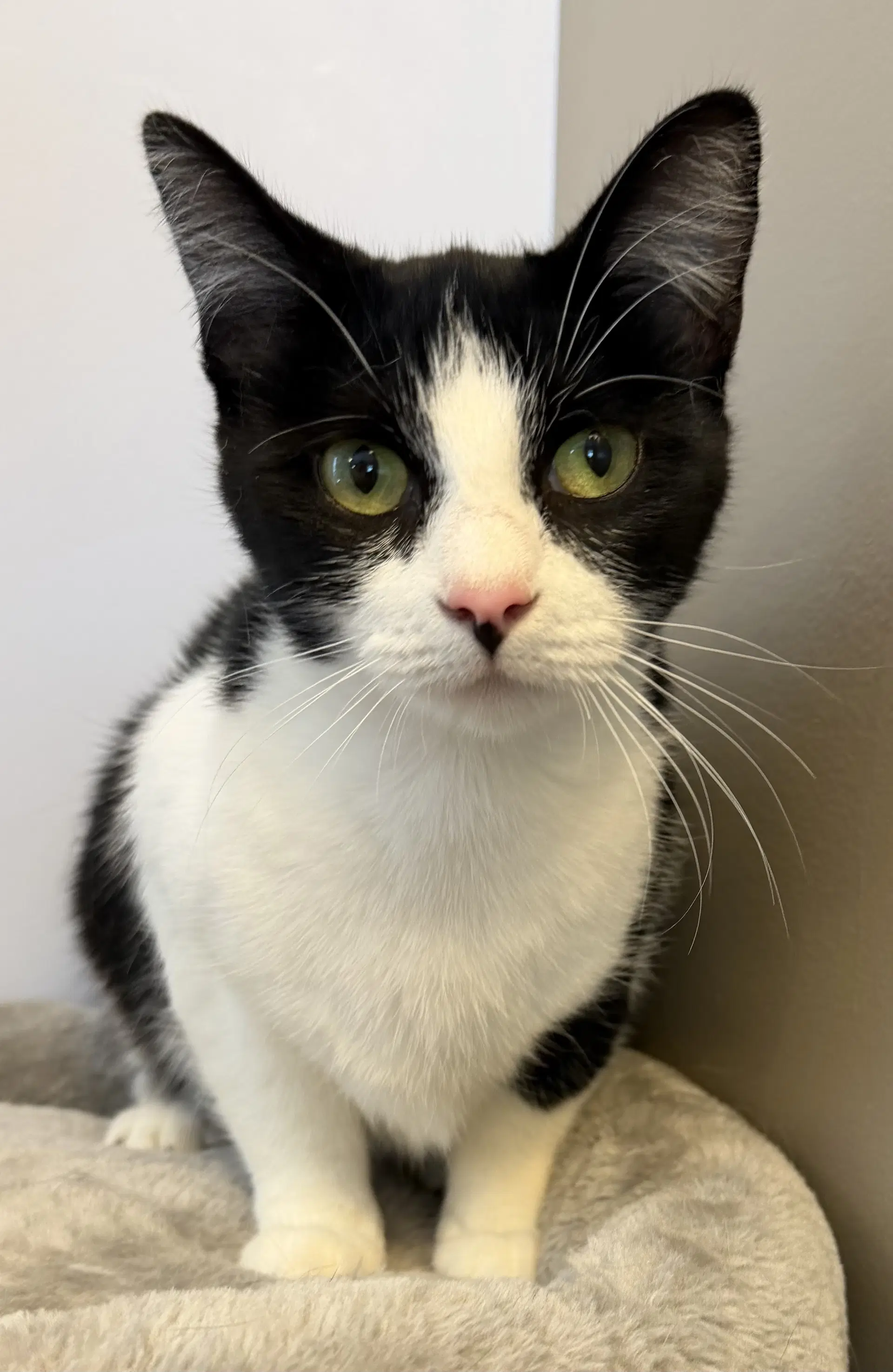 Chong - Domestic Short Hair