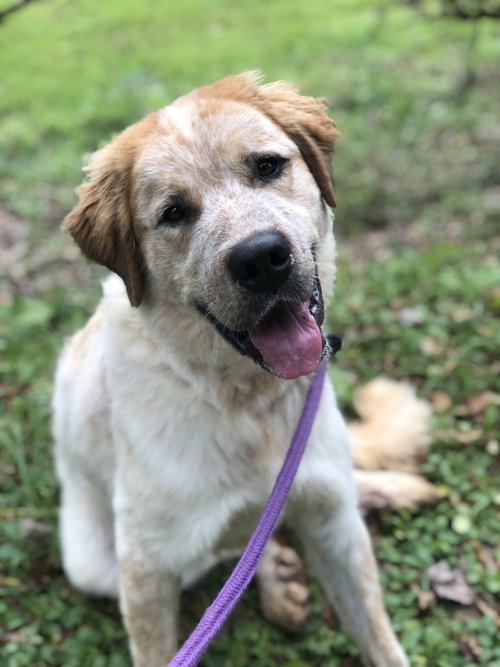 Alfie, a dog for adoption from Randolph County Humane Society