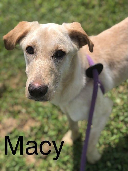 Macy, a dog for adoption from Randolph County Humane Society
