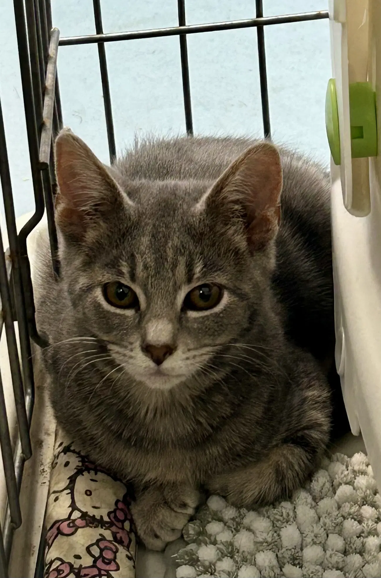 Rogue - Meet Me At Fancy Paws - Domestic Short Hair
