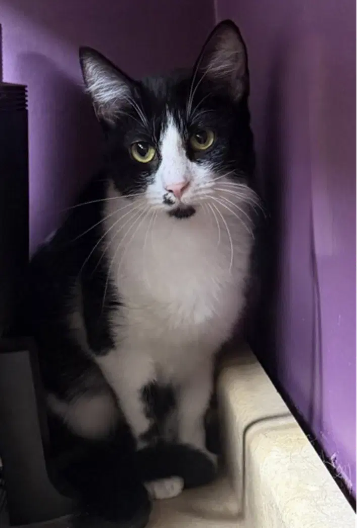 Seneca - Domestic Short Hair