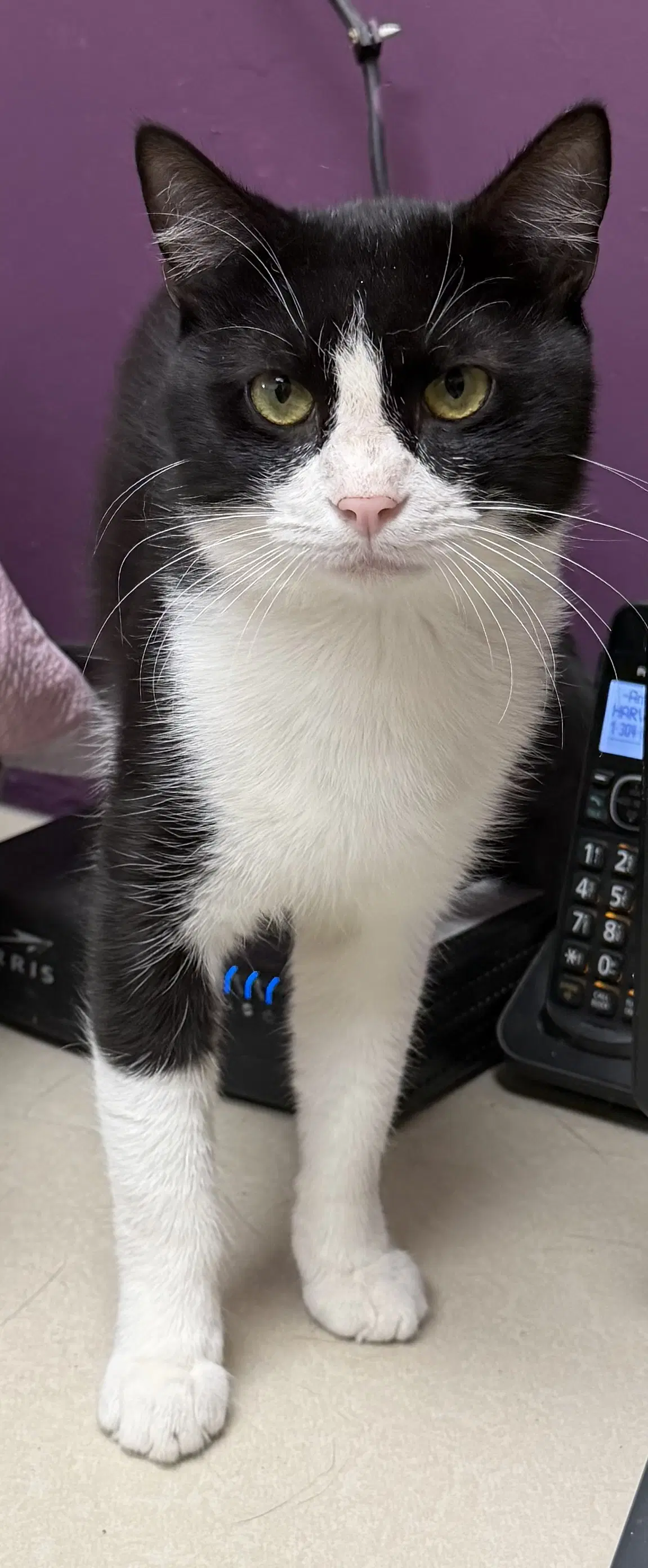 Cody - Domestic Short Hair