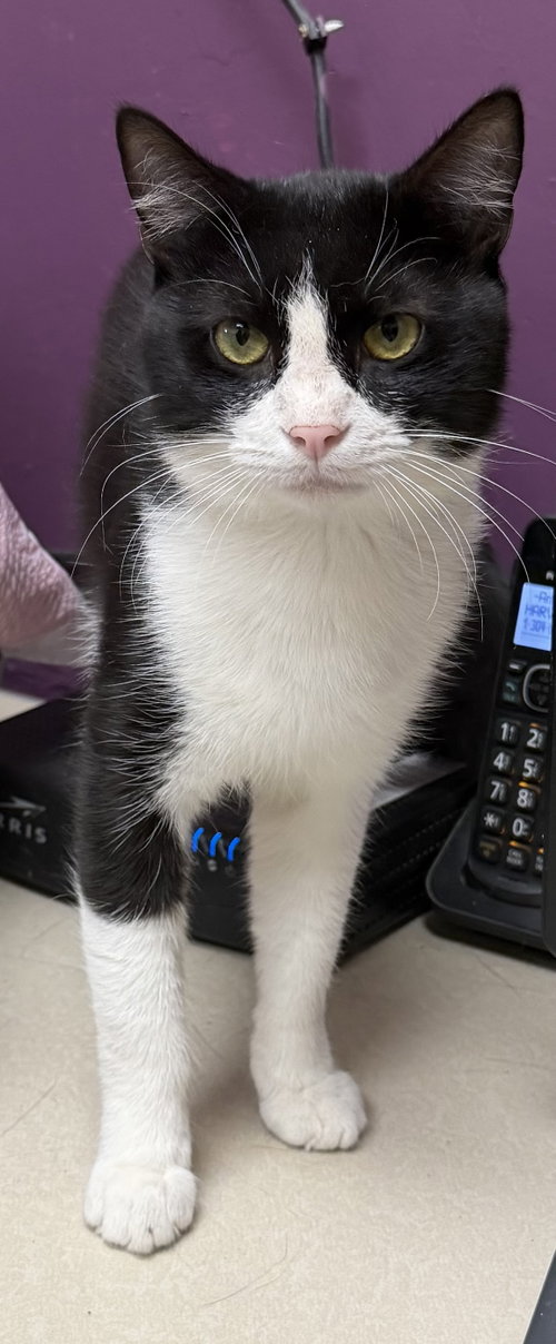 Cody, a cat for adoption from Randolph County Humane Society