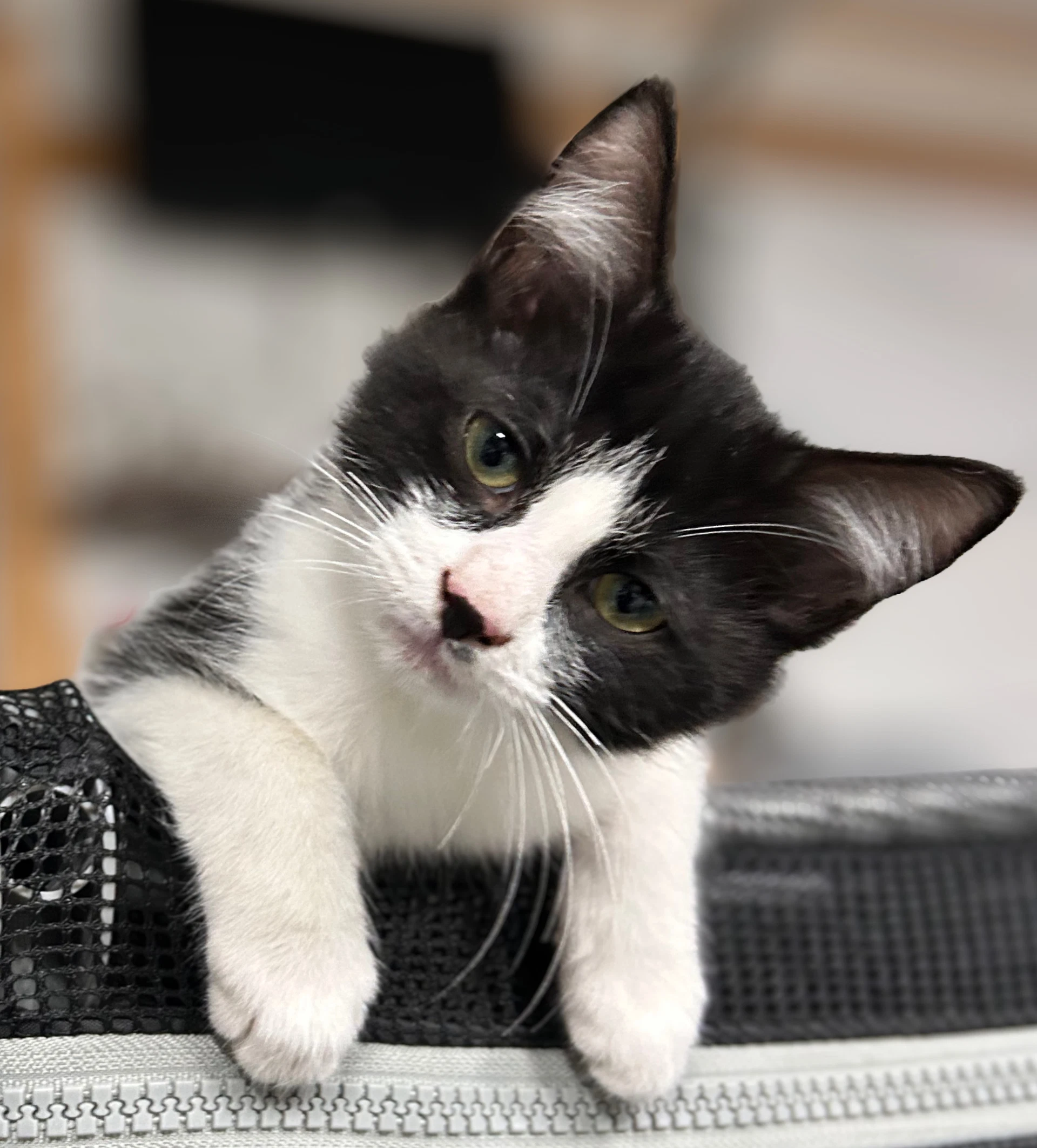 Cayden - In Foster