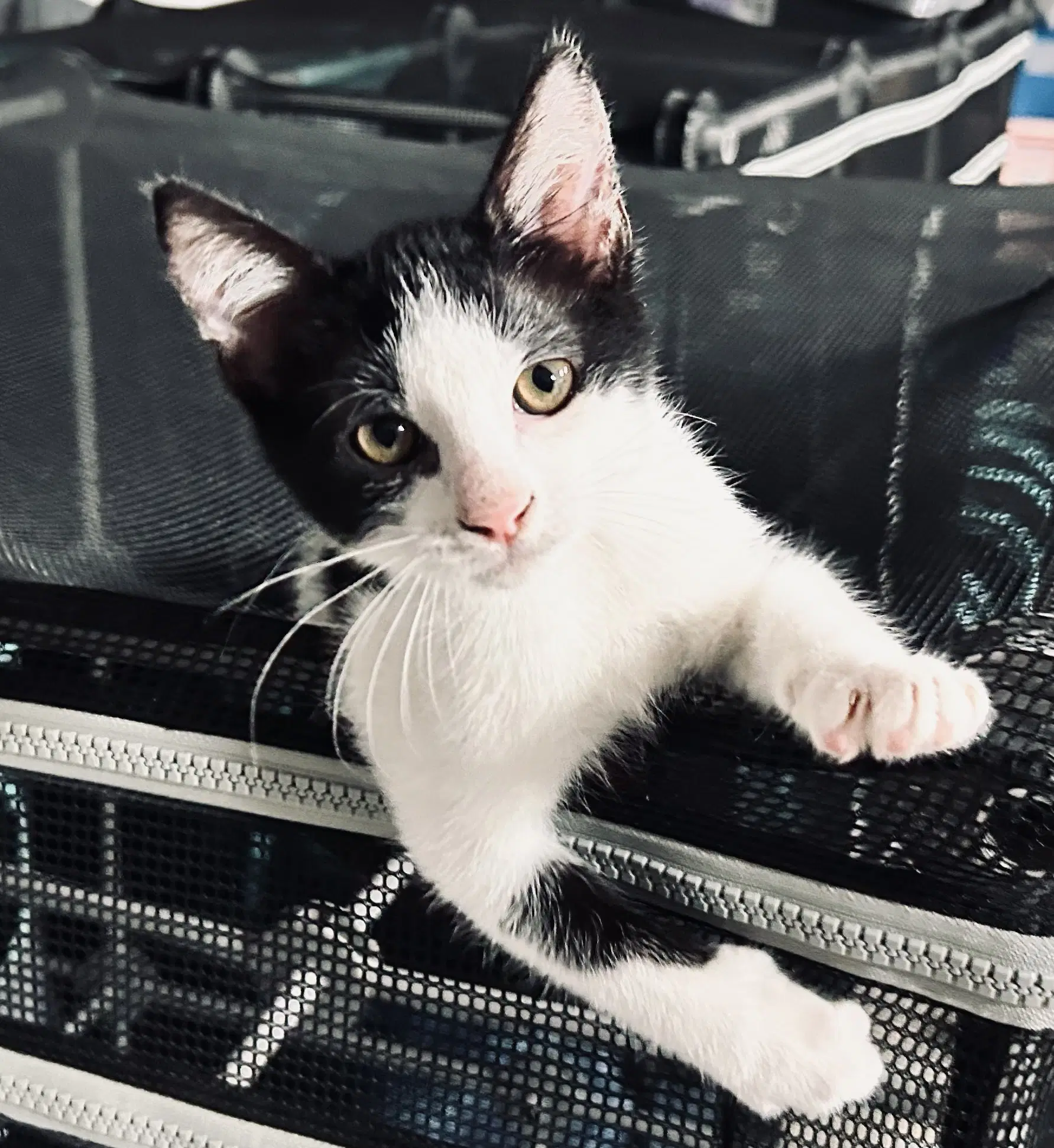 Dorian - In Foster - Domestic Short Hair