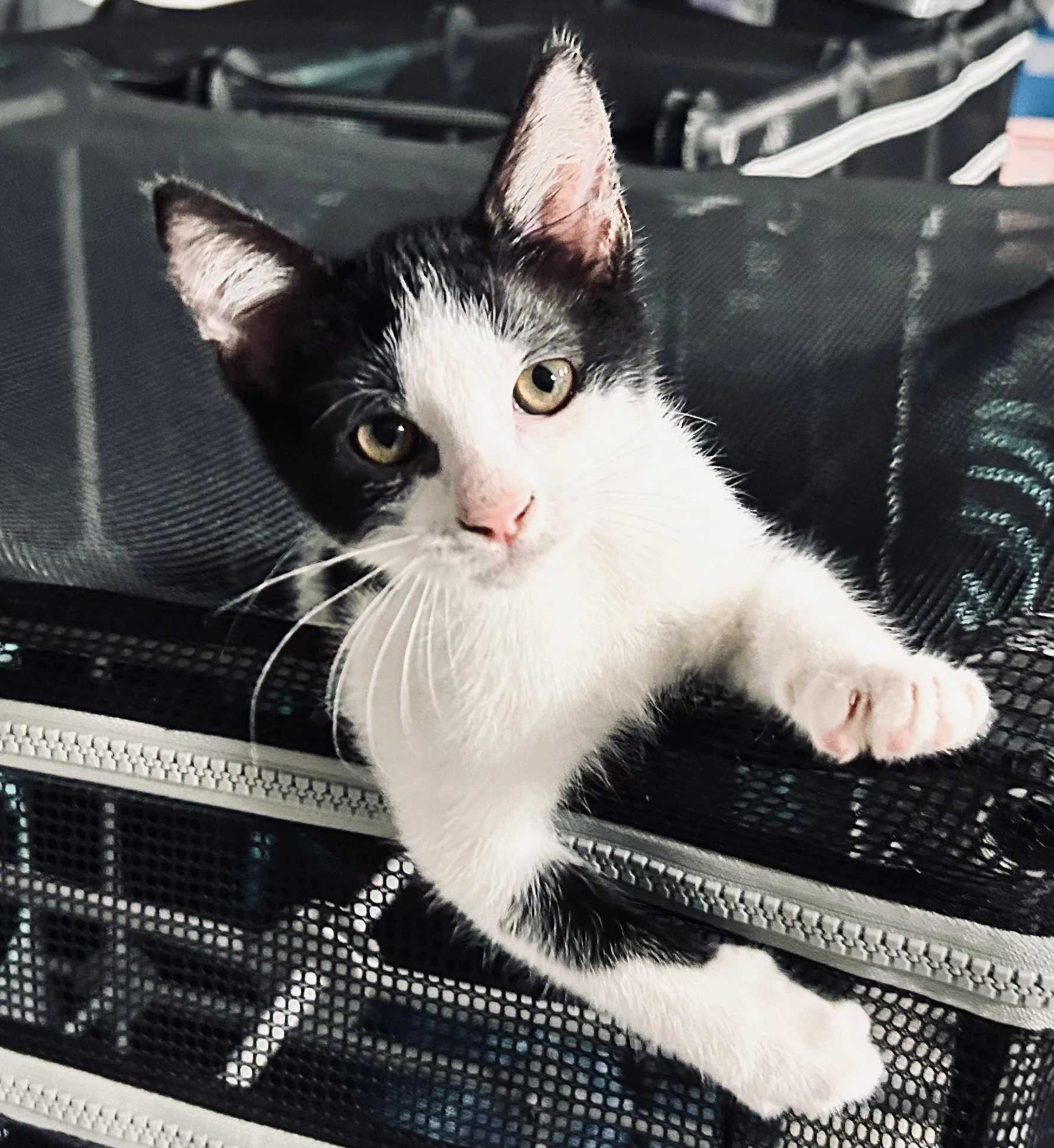 Dorian - In Foster