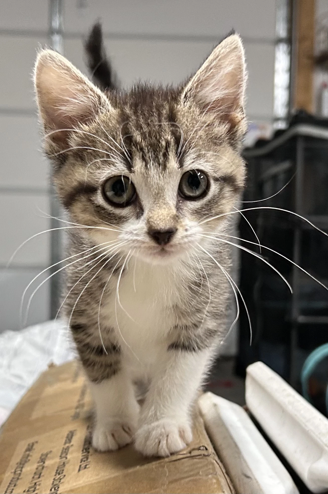 Banshee - In Foster