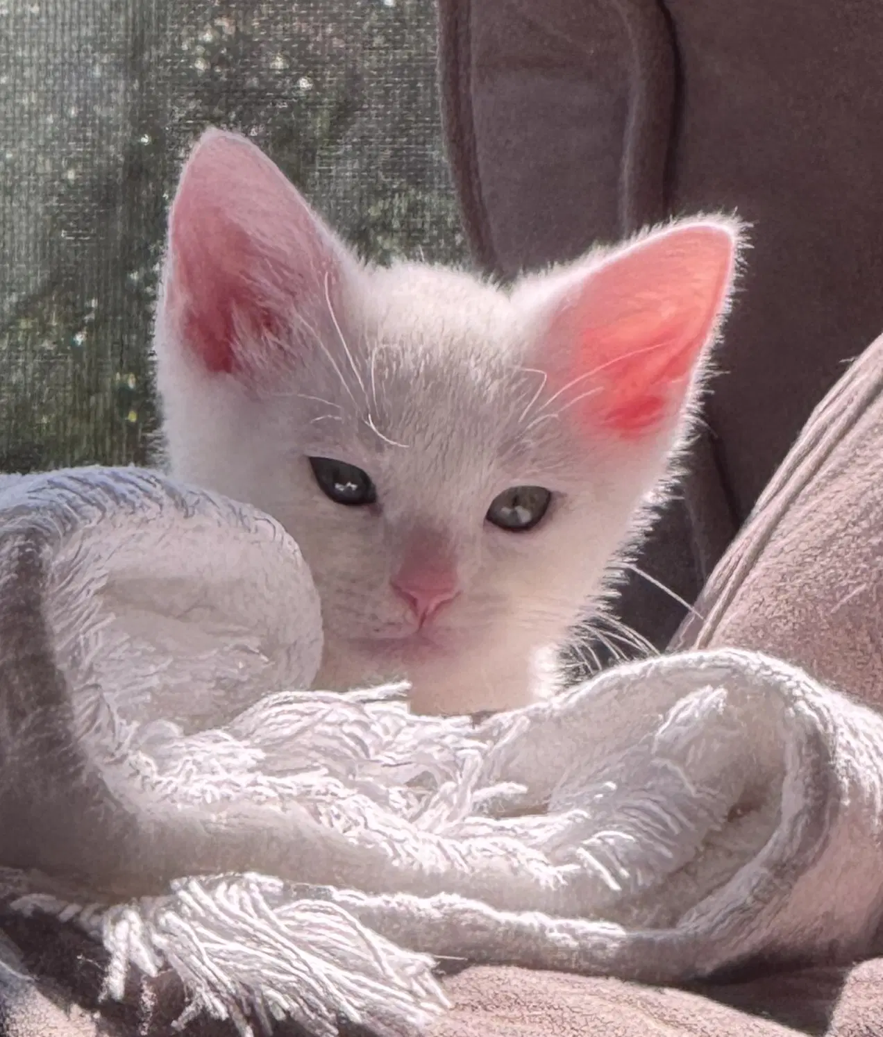 Finlay- In Foster Ask For An Appointment - Domestic Short Hair