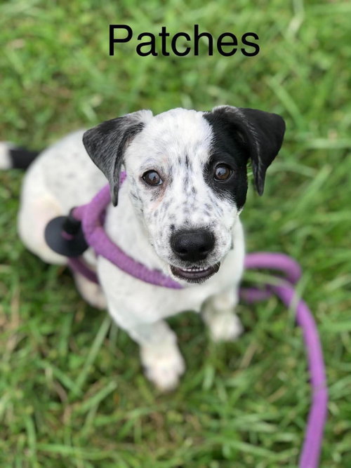 Patches, a dog for adoption from Randolph County Humane Society