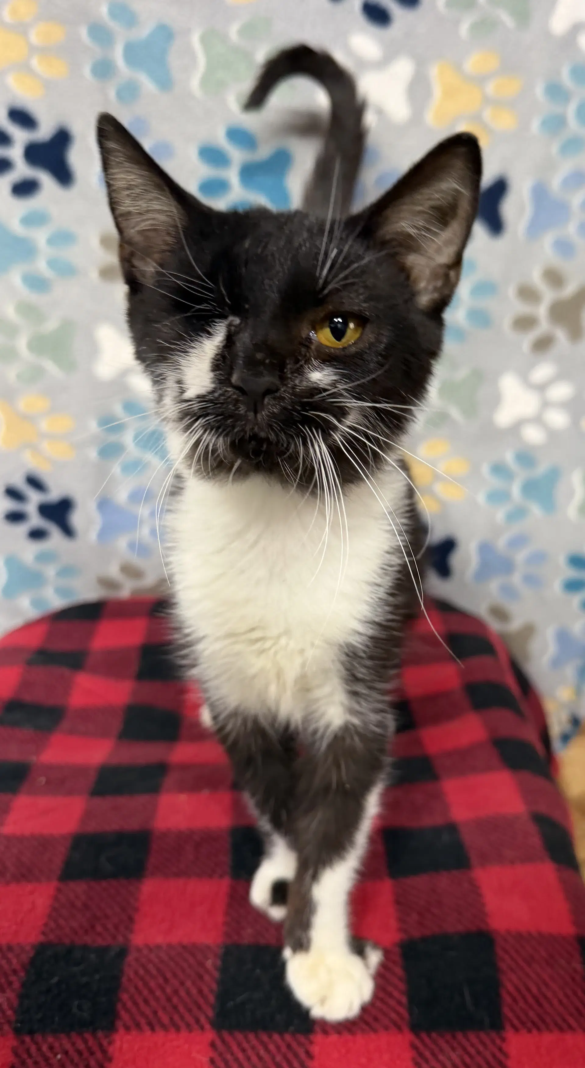 Candy Corn - Domestic Short Hair