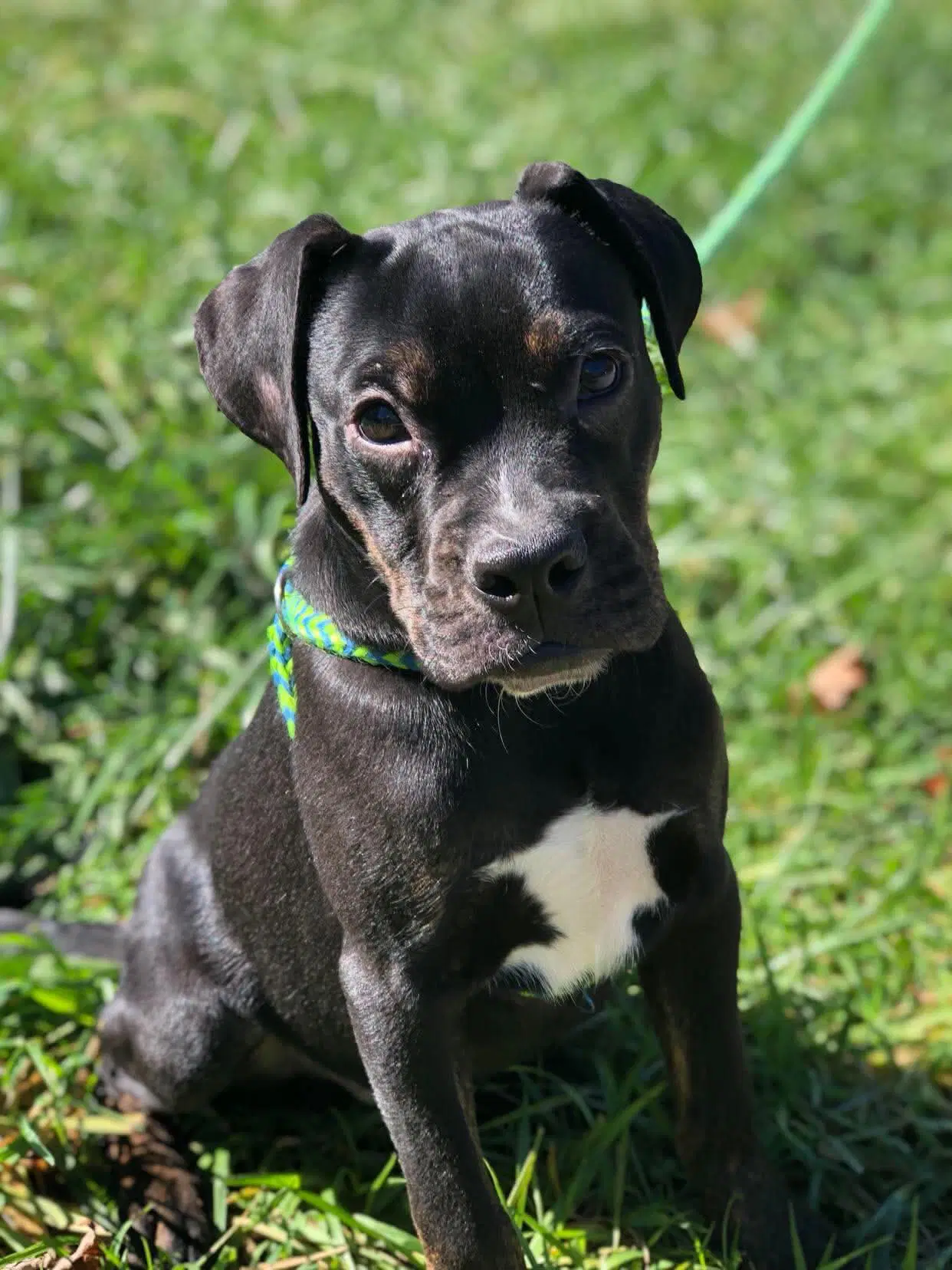 Jedd - American Pit Bull Terrier