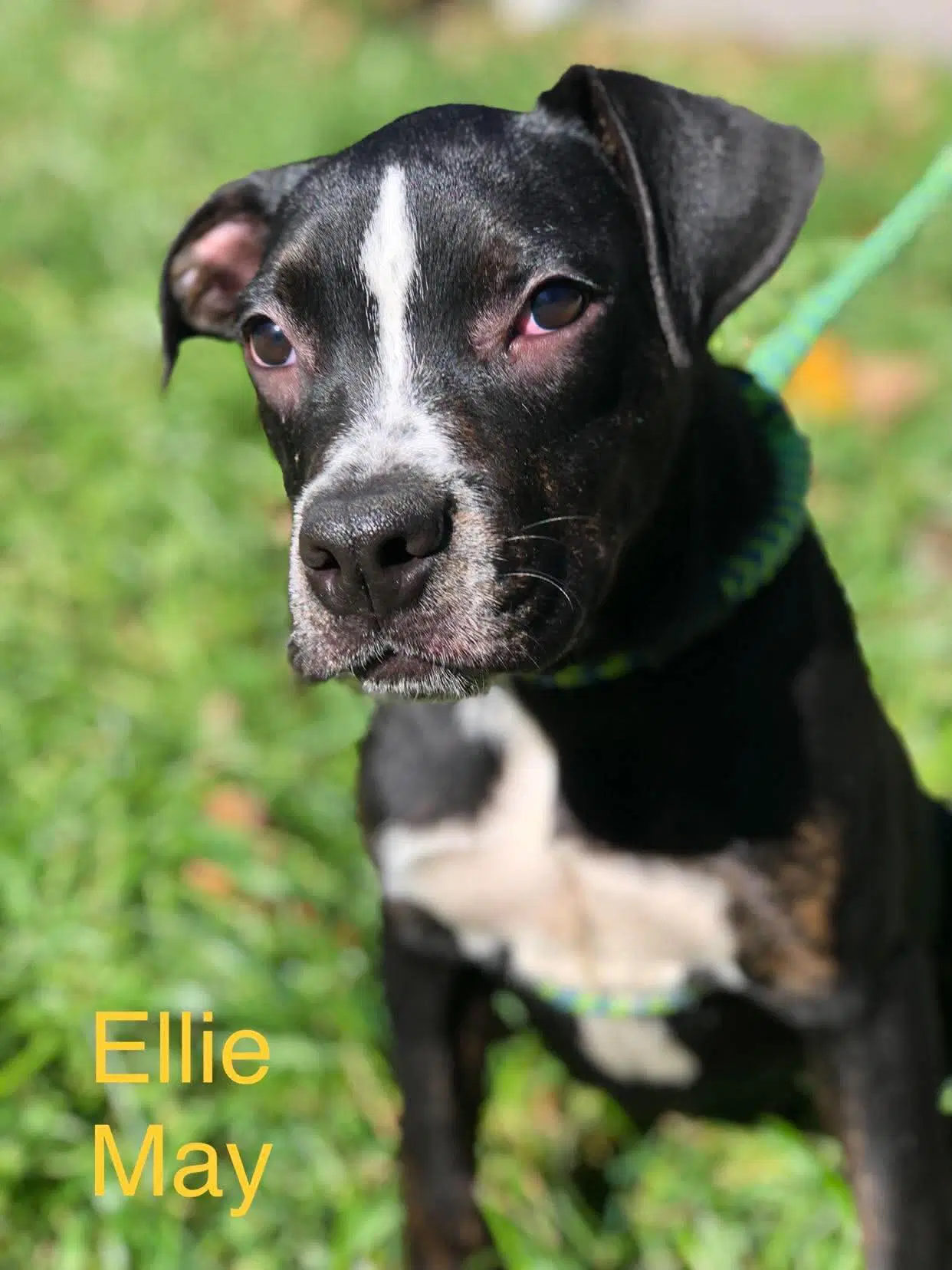 Ellie Mae - American Pit Bull Terrier
