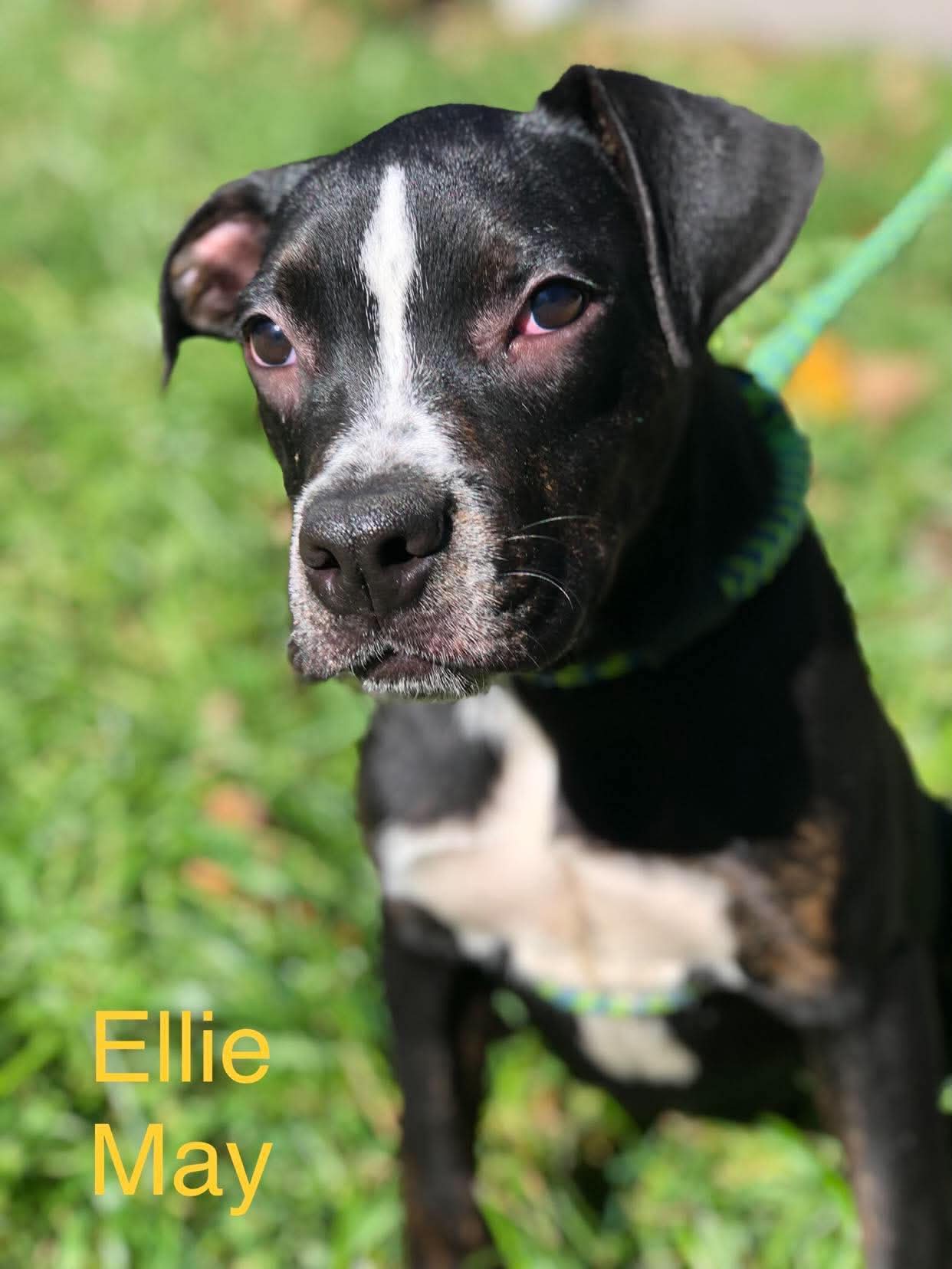 Ellie Mae