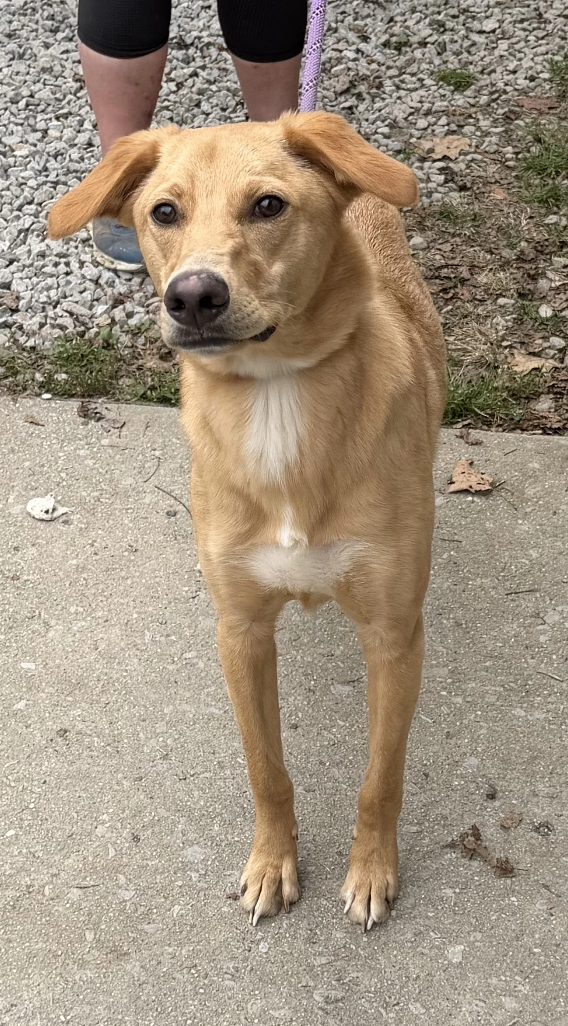 Ollie