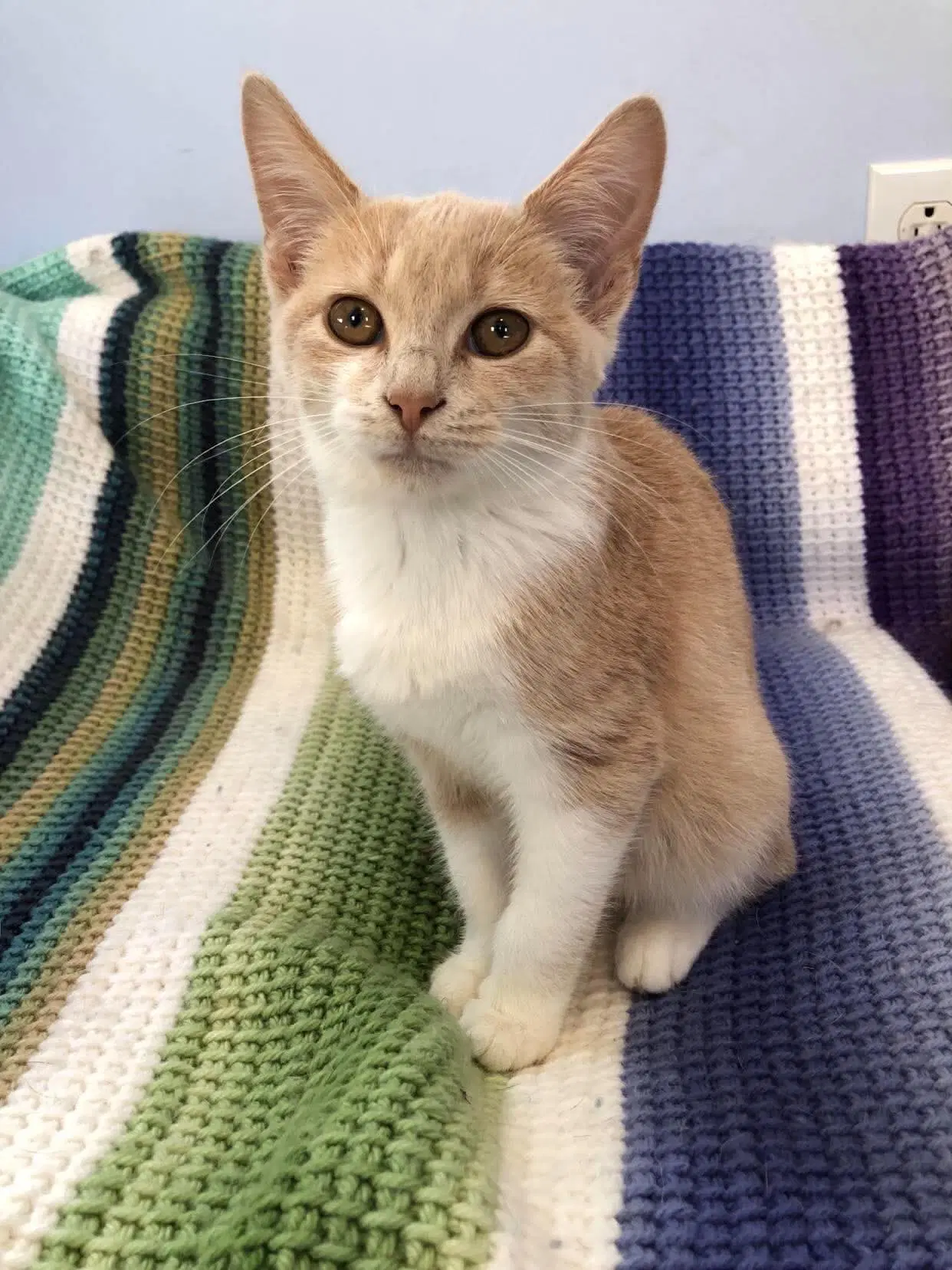 Haven - Domestic Short Hair