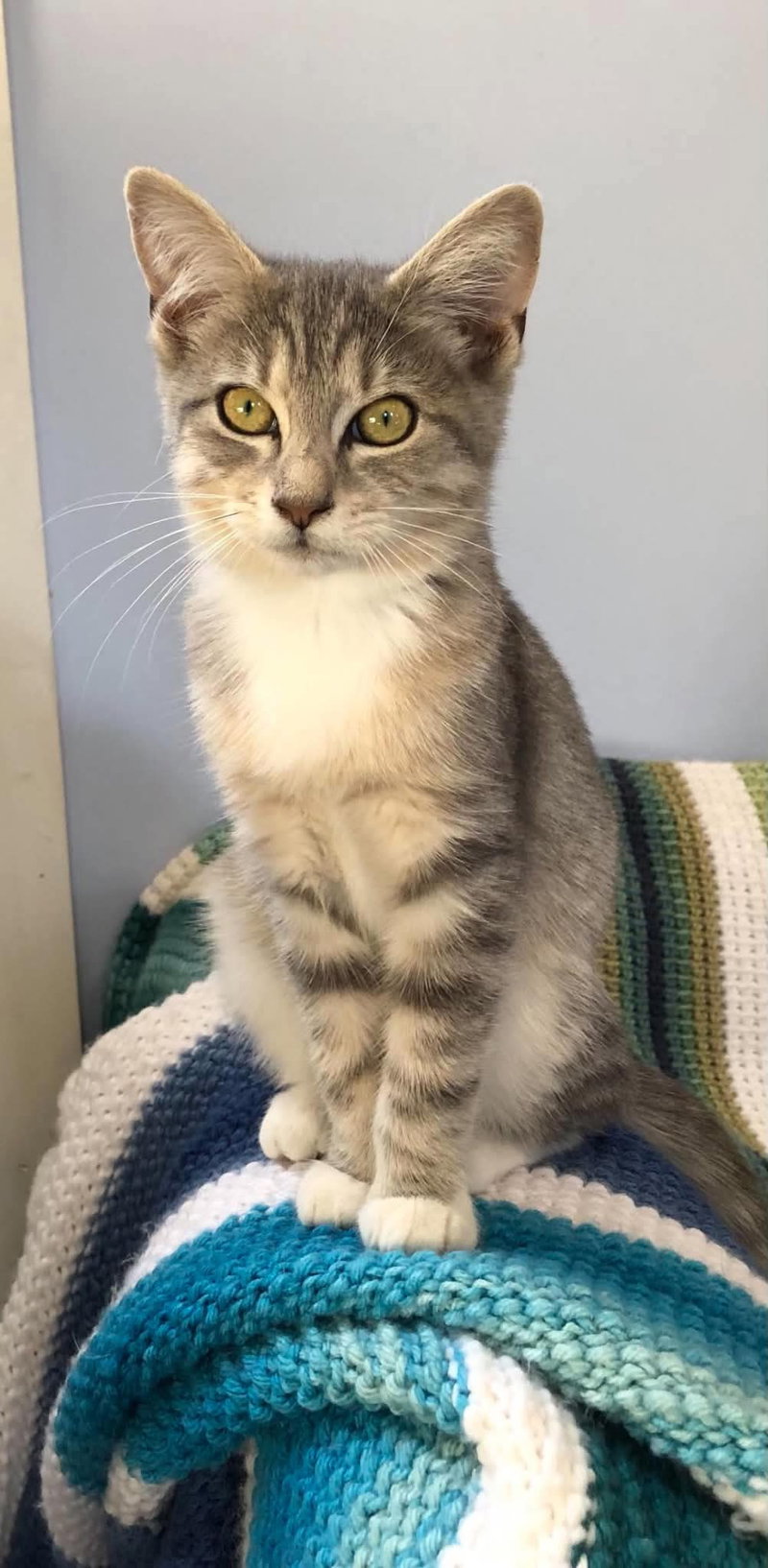 Cupcake, a young female cat up for adoption