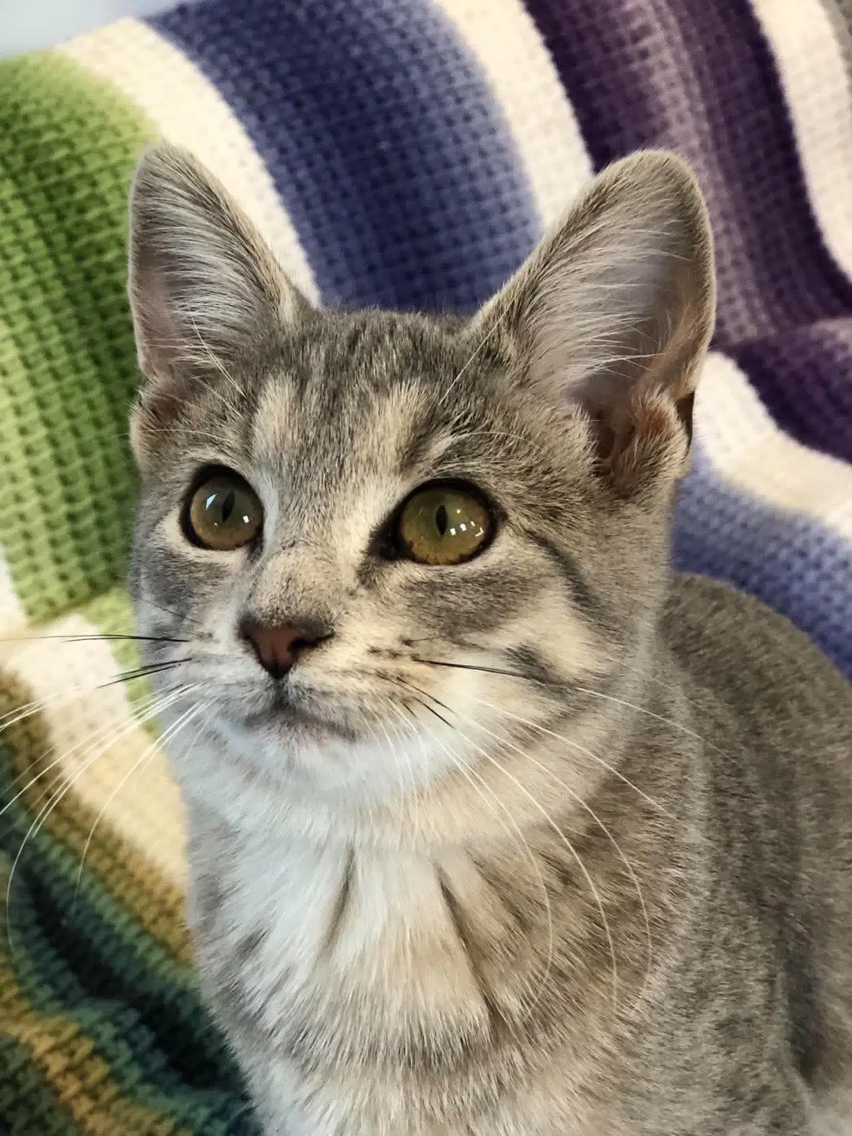 Cricket - Domestic Short Hair