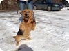 Dixie