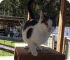 Duchess