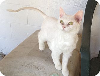 Snowball