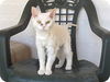 Snowball
