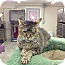 Ms. Kitty