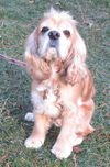 Brandy