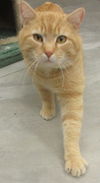 Junior