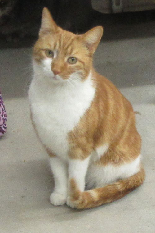 Morris