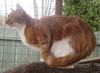 Morris