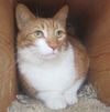 Morris