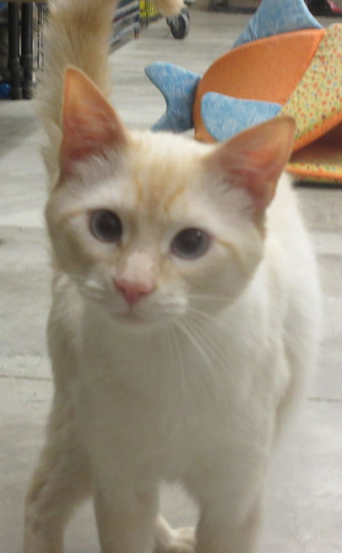 Solomon