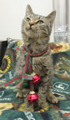 Jingle